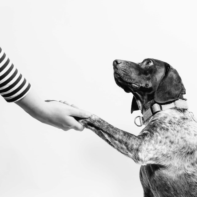 Black and white image of dog shaking an extended hand with a black and white striped sleeve