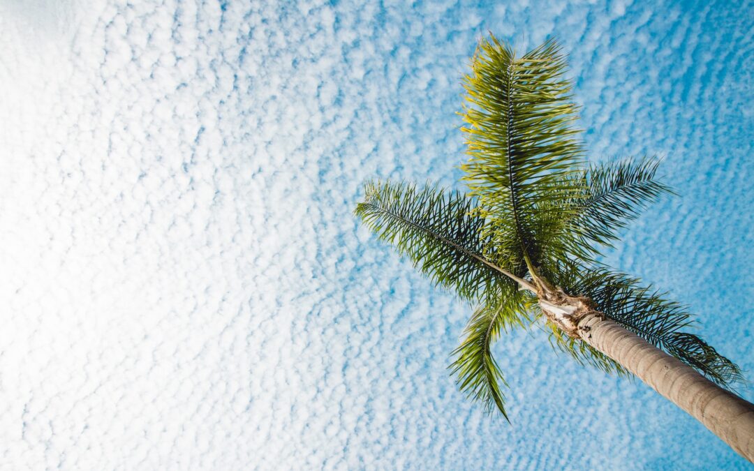 Palm tree from looking below against a bright blue sky with white clouds