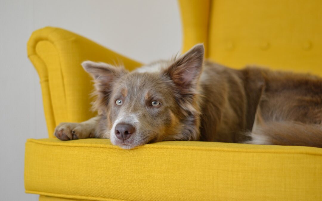 Brown border collie with a white nose lays on a yellow chair