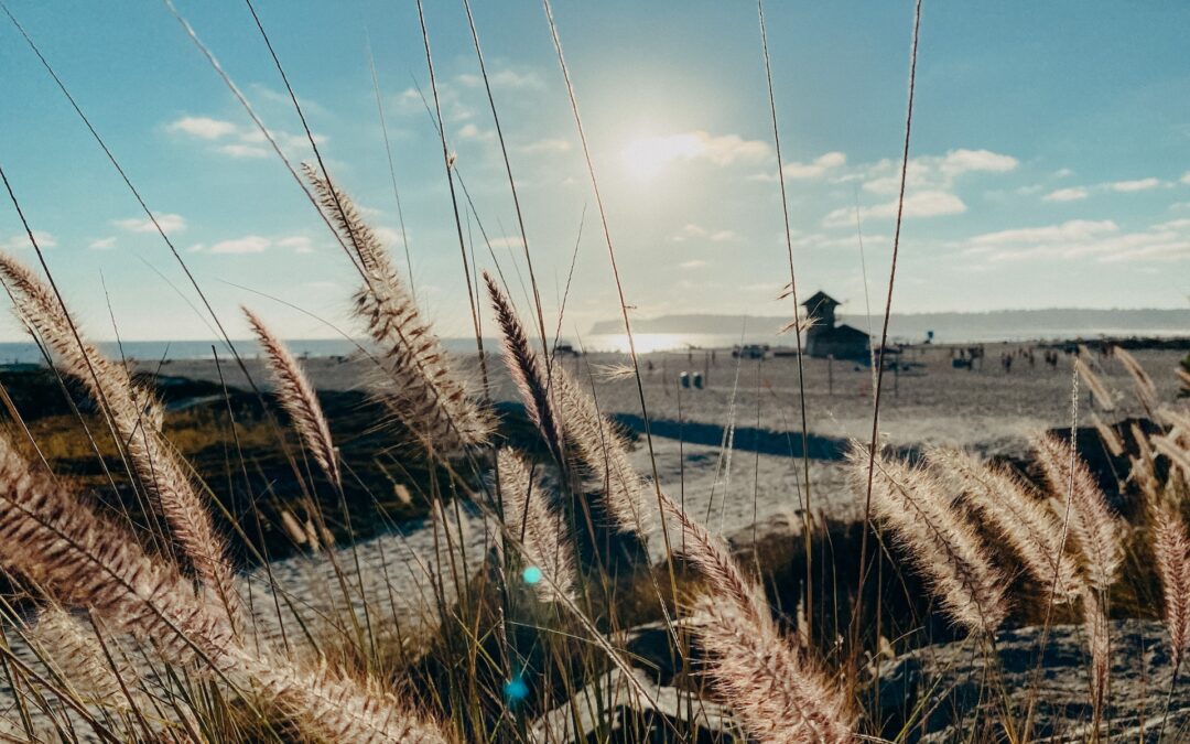 Close up of brown grass on beach in California with sun and clouds in the sky behind it