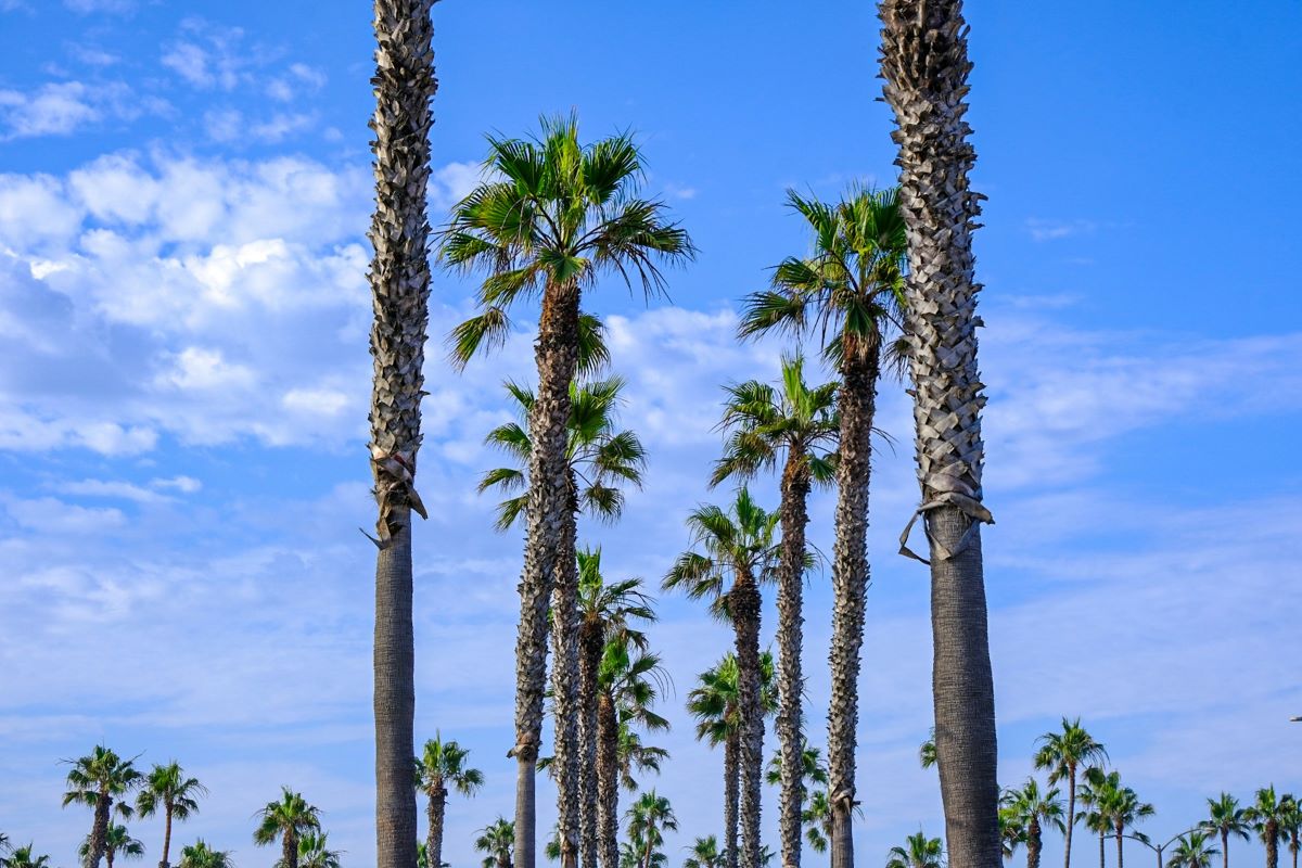 Lines of palm trees with a blue sky and white clouds on Mission Beach, San Diego