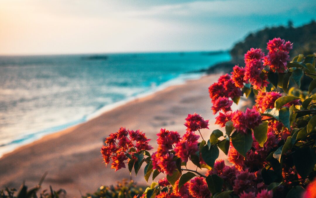 Red flowers with a blue ocean and cliff in the background